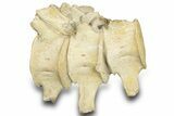Articulated Fossil Plesiosaur (Zarafasaura) Vertebrae - Morocco #334776-6